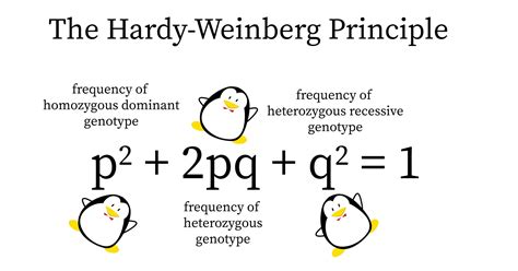 Hardy Weinberg law or Hardy Weinberg Equilibrium is an explanation for how variation is maintained in a population with Mendelian inheritance. This theory is proposed independently by G. H. Hardy (a mathematician) and Wilhelm Weinberg (a physician).